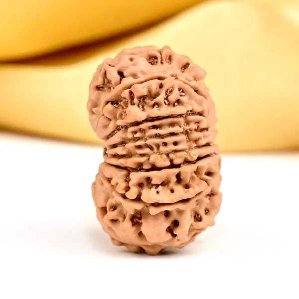 14_Mukhi_From_Nepal_Small_Ccxxxix