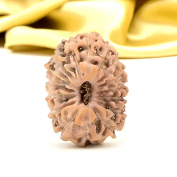 16_Mukhi_From_Java_Indonesia_Small_Clii