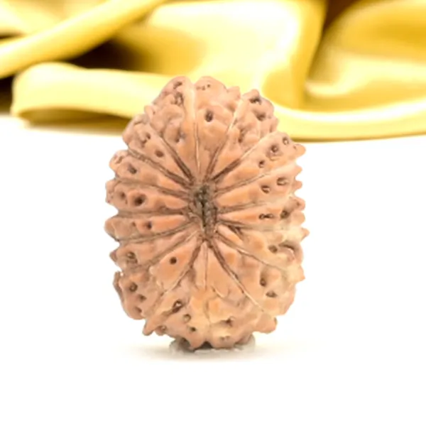 16_Mukhi_From_Java_Indonesia_Small_Clii
