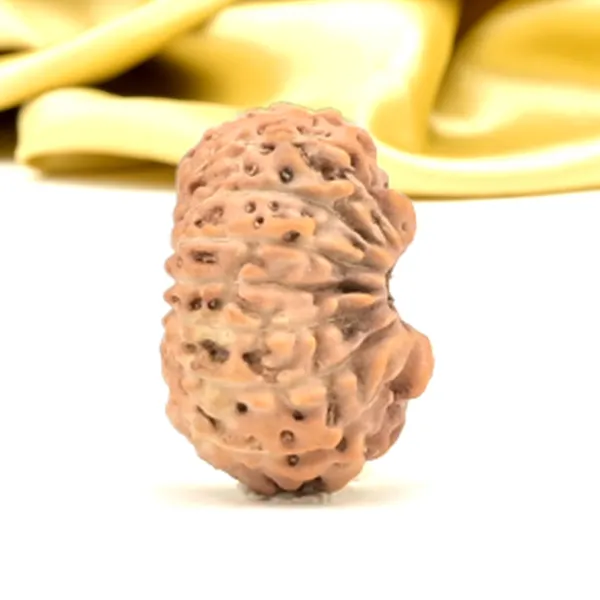 16_Mukhi_From_Java_Indonesia_Small_Clii