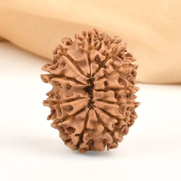 12_Mukhi_Rudraksha_Bead_From_Nepal