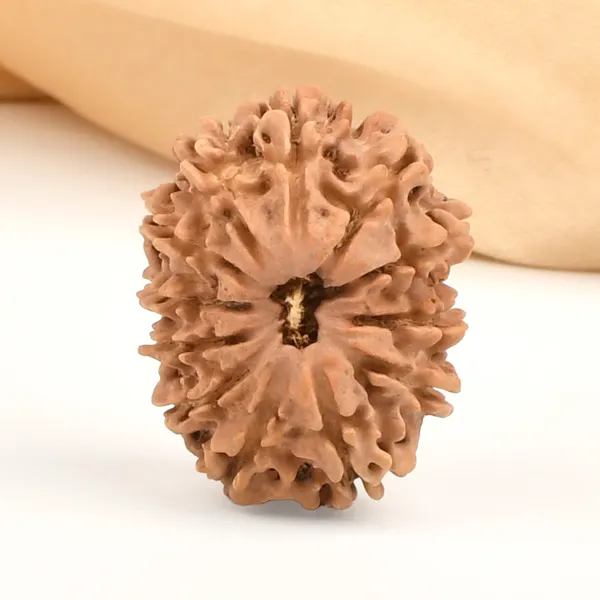 12_Mukhi_Rudraksha_Bead_From_Nepal