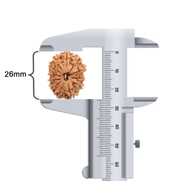 12_Mukhi_Rudraksha_Bead_From_Nepal