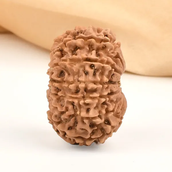12_Mukhi_Rudraksha_Bead_From_Nepal