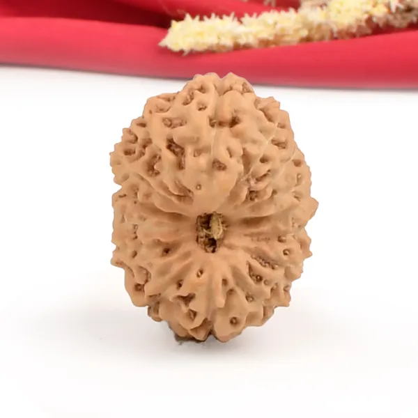 15_Mukhi_From_Java_Indonesia_Cxlvi