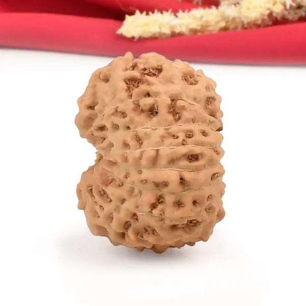 15_Mukhi_From_Java_Indonesia_Cxlvi