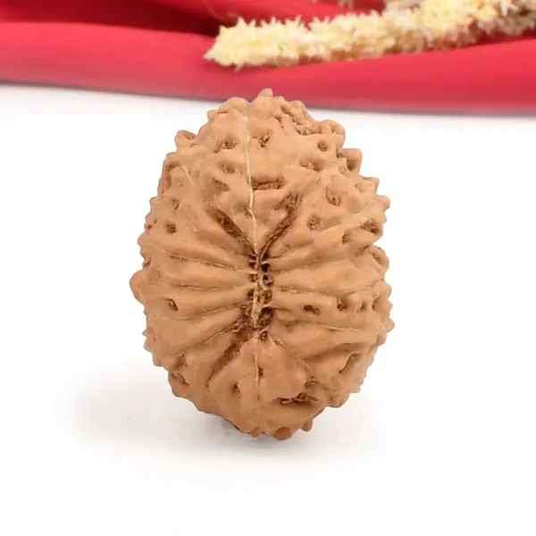 15_Mukhi_From_Java_Indonesia_Cxlvi
