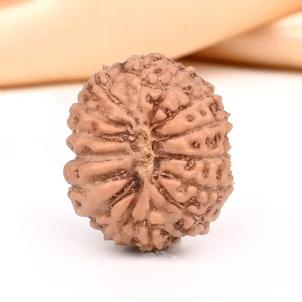 15_Mukhi_From_Java_Indonesia_Small_Ccxxiv