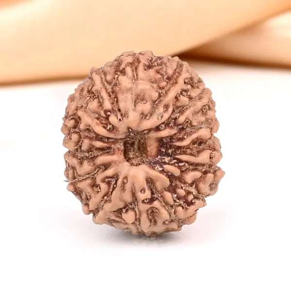 15_Mukhi_From_Java_Indonesia_Small_Ccxxiv