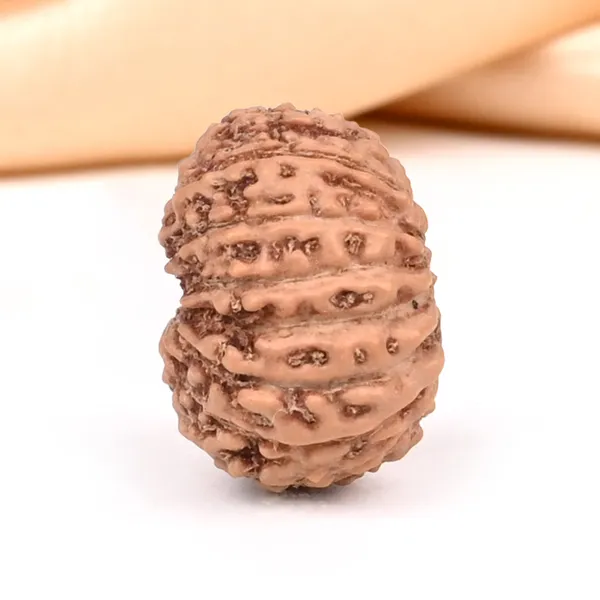 15_Mukhi_From_Java_Indonesia_Small_Ccxxiv