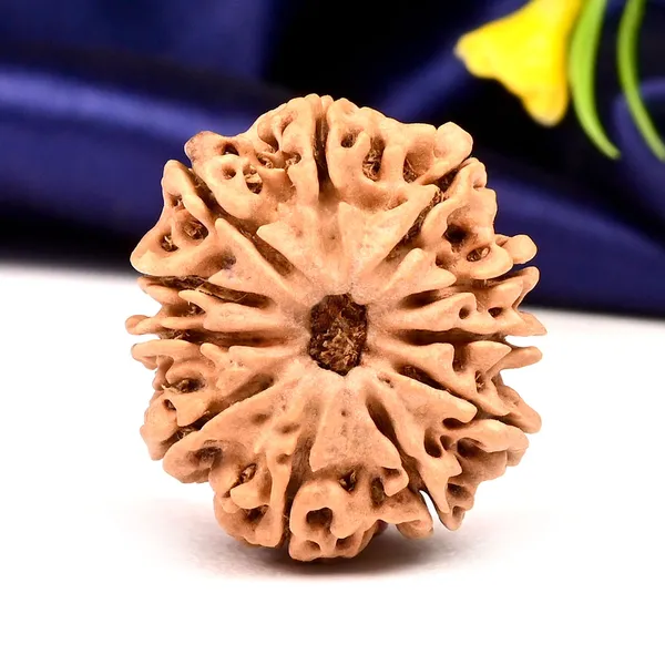 11_Mukhi_From_Nepal_Large_Lxxix