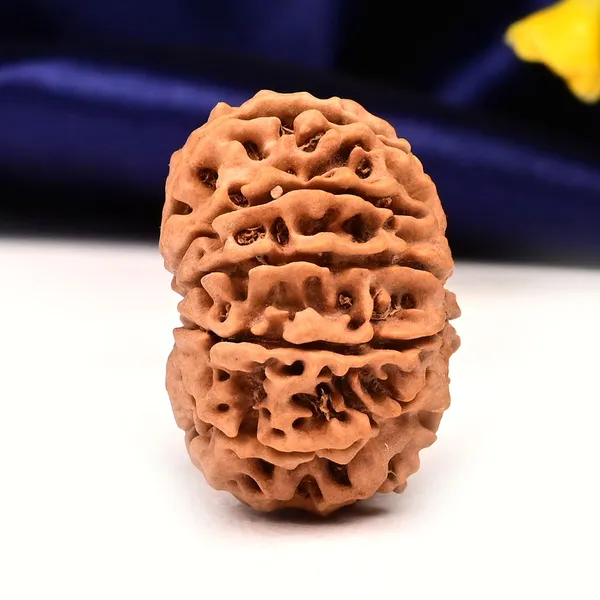 11_Mukhi_From_Nepal_Large_Lxxix