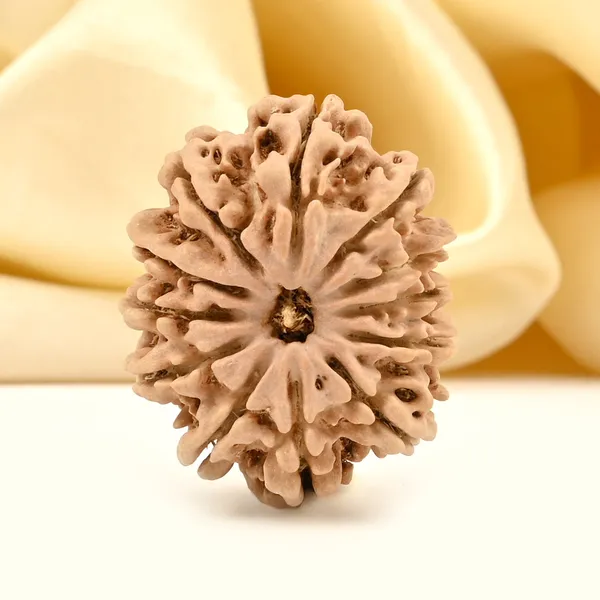 12_Mukhi_Rudraksha_Bead_From_Nepal
