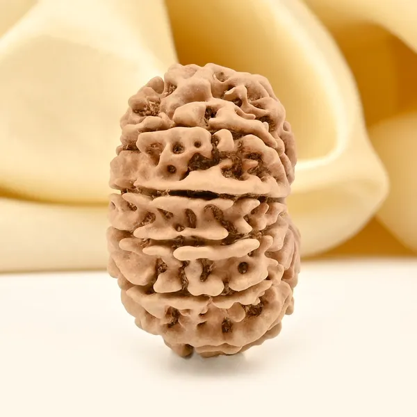 12_Mukhi_Rudraksha_Bead_From_Nepal