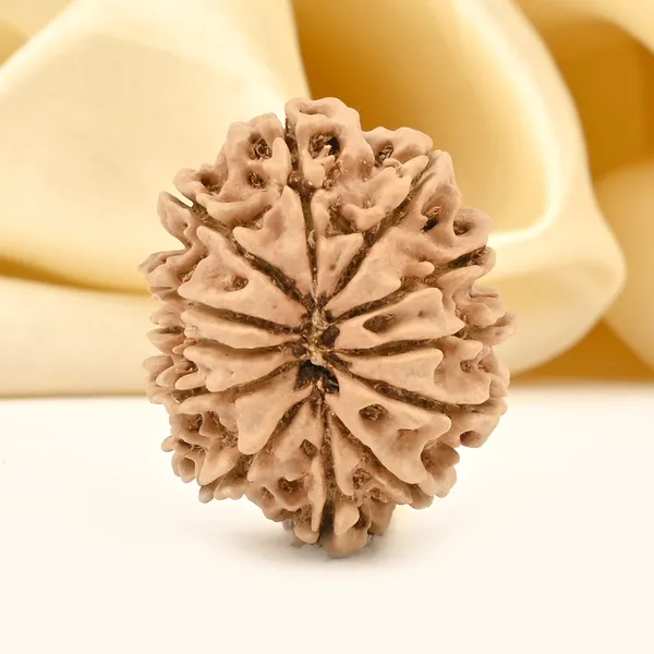 12_Mukhi_Rudraksha_Bead_From_Nepal