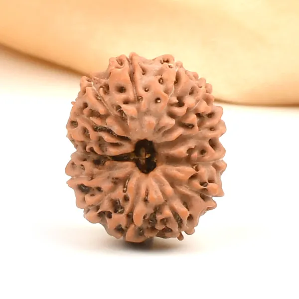 Techpandit_14_Mukhi_Rudraksha_Bead_Indonesia_Large