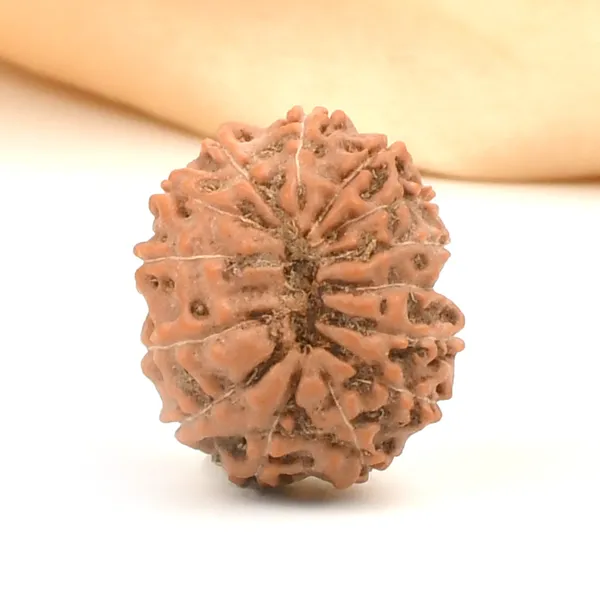 Techpandit_14_Mukhi_Rudraksha_Bead_Indonesia_Large