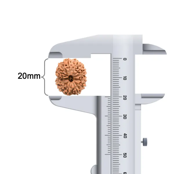 Techpandit_14_Mukhi_Rudraksha_Bead_Indonesia_Large