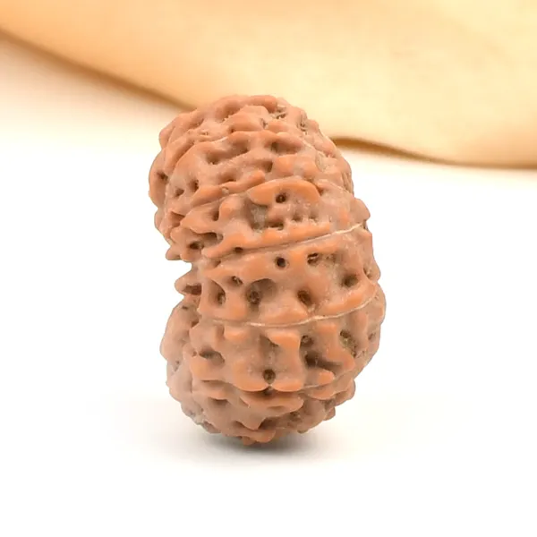 Techpandit_14_Mukhi_Rudraksha_Bead_Indonesia_Large