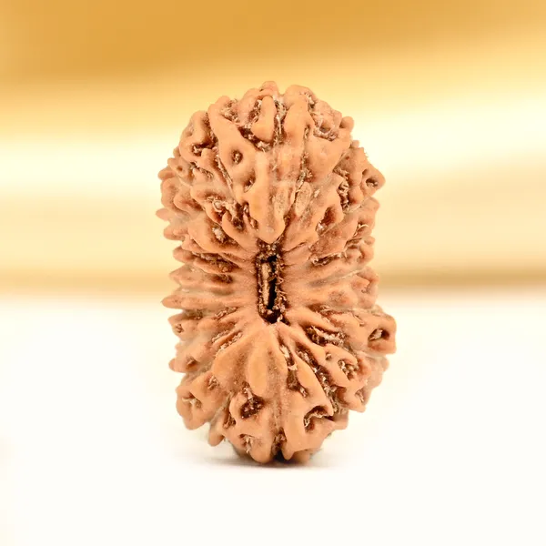 Techpandit_19_Mukhi_Rudraksha_Bead_Indonesia