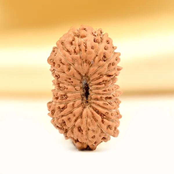 Techpandit_19_Mukhi_Rudraksha_Bead_Indonesia