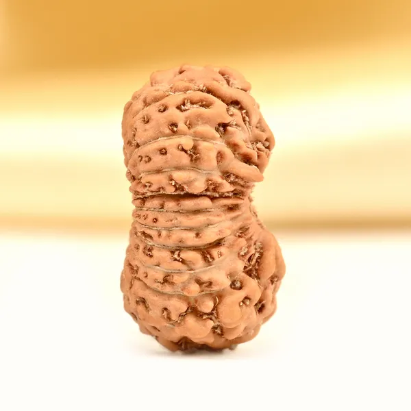 Techpandit_19_Mukhi_Rudraksha_Bead_Indonesia