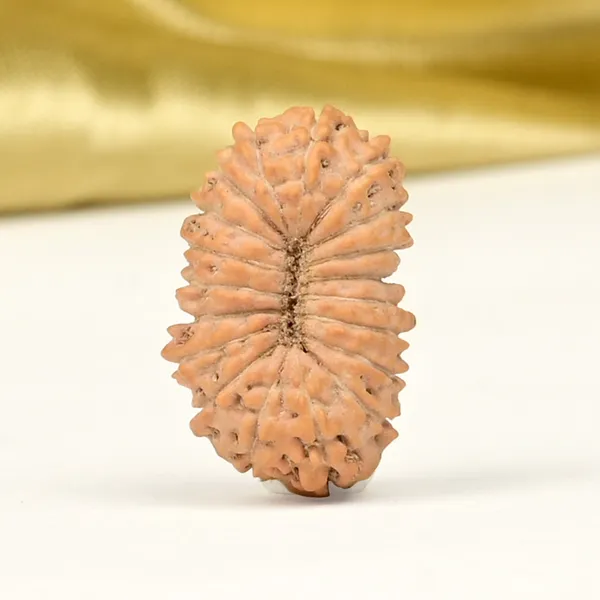 19_Mukhi_Rudraksha_Bead_Java_Indonesia_Small
