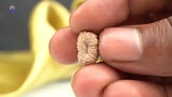 19_Mukhi_Rudraksha_Bead_Java_Indonesia_Small