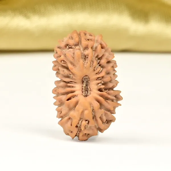 19_Mukhi_Rudraksha_Bead_Java_Indonesia_Small