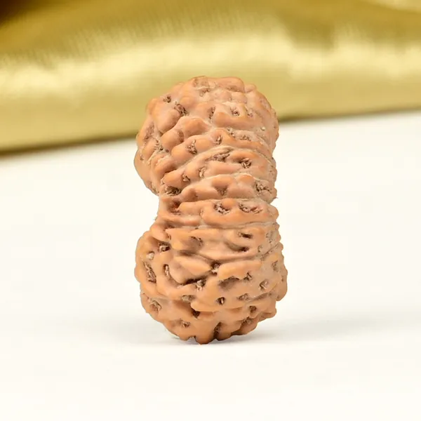 19_Mukhi_Rudraksha_Bead_Java_Indonesia_Small