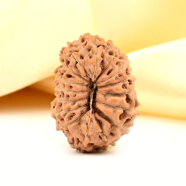 16_Mukhi_From_Java_Indonesia_Large_Cxx
