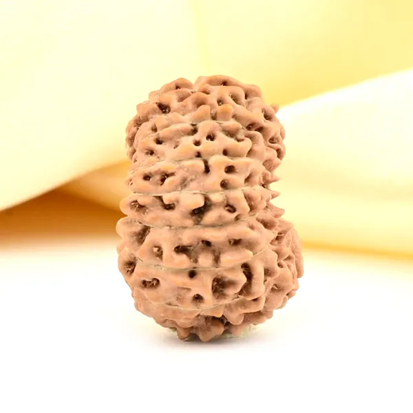 16_Mukhi_From_Java_Indonesia_Large_Cxx