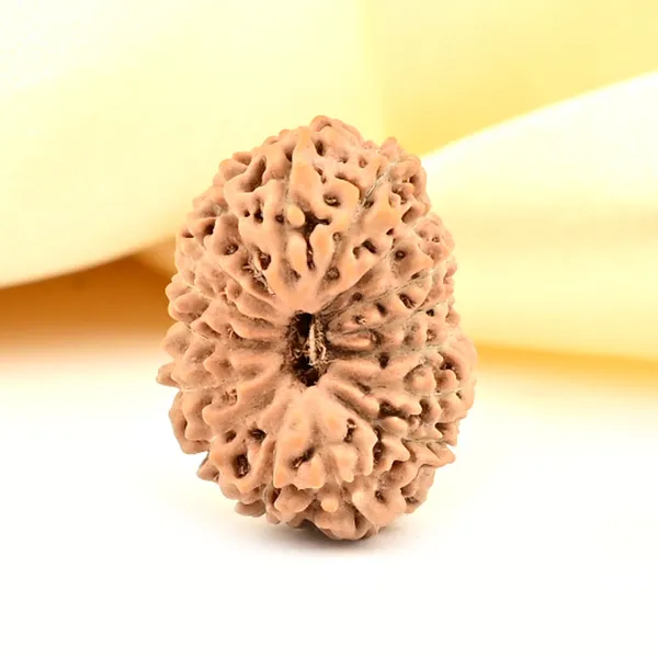 16_Mukhi_From_Java_Indonesia_Large_Cxx