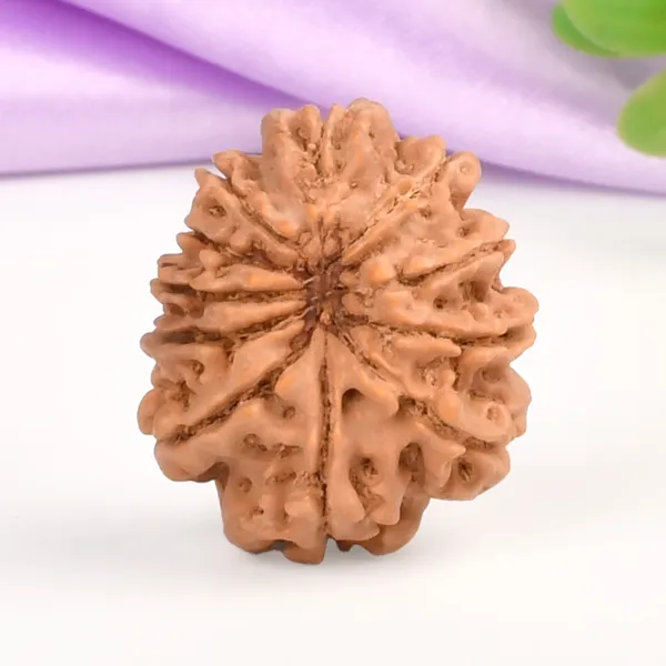 11_Mukhi_From_Nepal_Small_Cccxvi