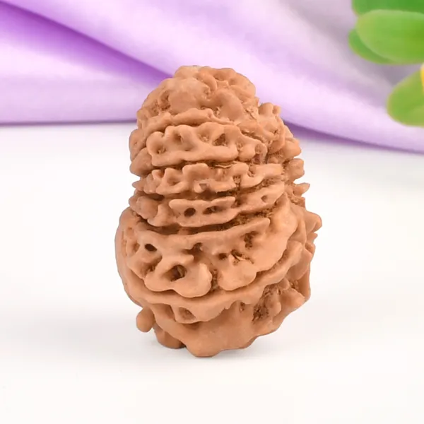 11_Mukhi_From_Nepal_Small_Cccxvi