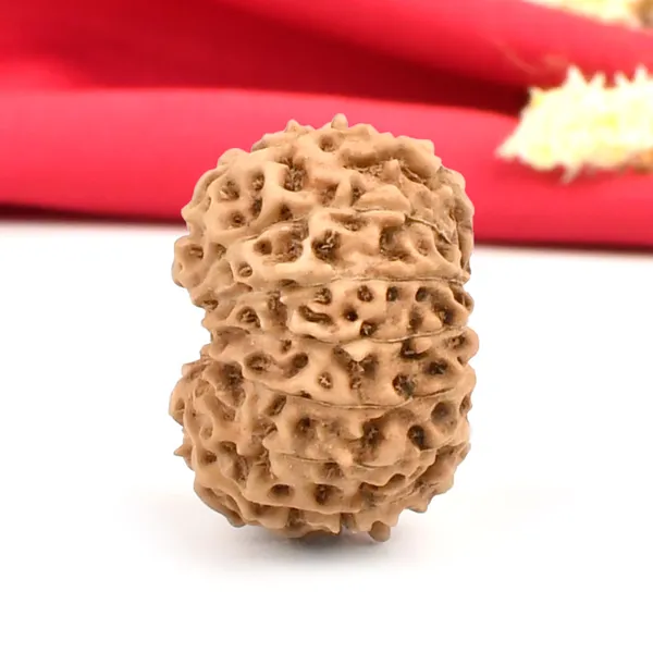 15_Mukhi_From_Java_Indonesia_Large_Cxxviii