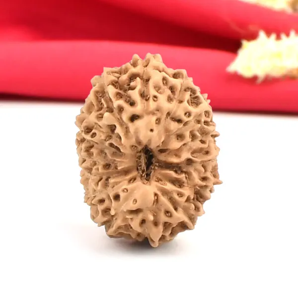 15_Mukhi_From_Java_Indonesia_Large_Cxxviii