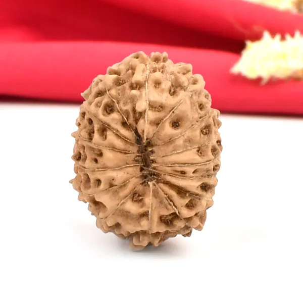 15_Mukhi_From_Java_Indonesia_Large_Cxxviii