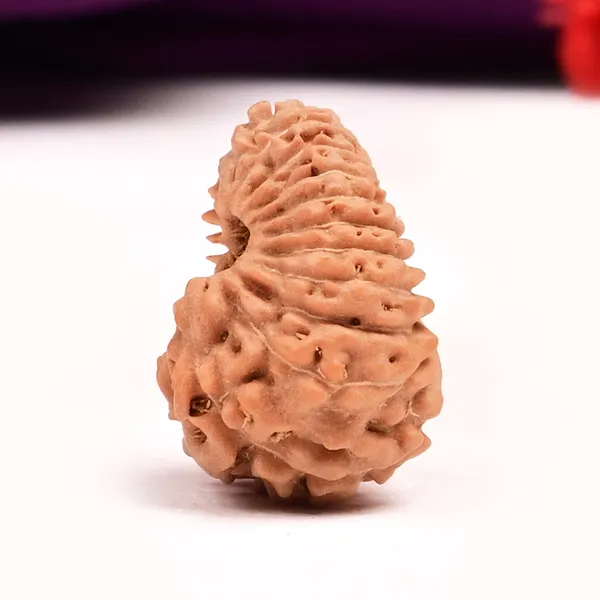 19_Mukhi_From_Java_Indonesia_Lxxxii