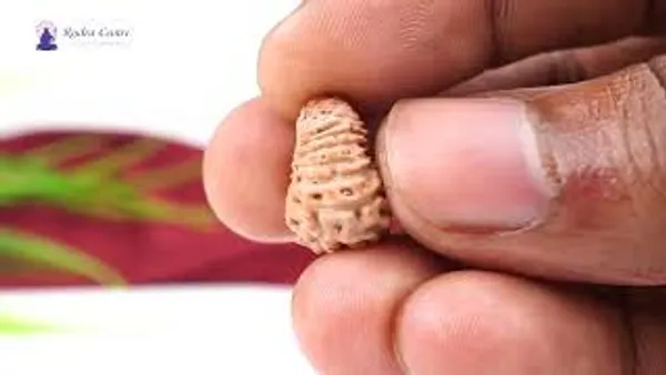 19_Mukhi_From_Java_Indonesia_Lxxxii