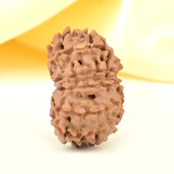 11_Mukhi_From_Nepal_Small_Ccclix