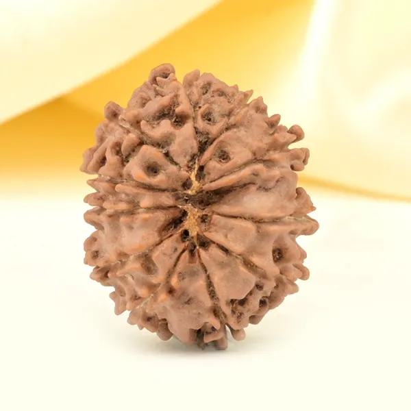 11_Mukhi_From_Nepal_Small_Ccclix