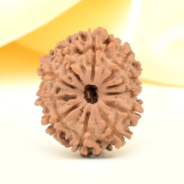 11_Mukhi_From_Nepal_Small_Ccclix