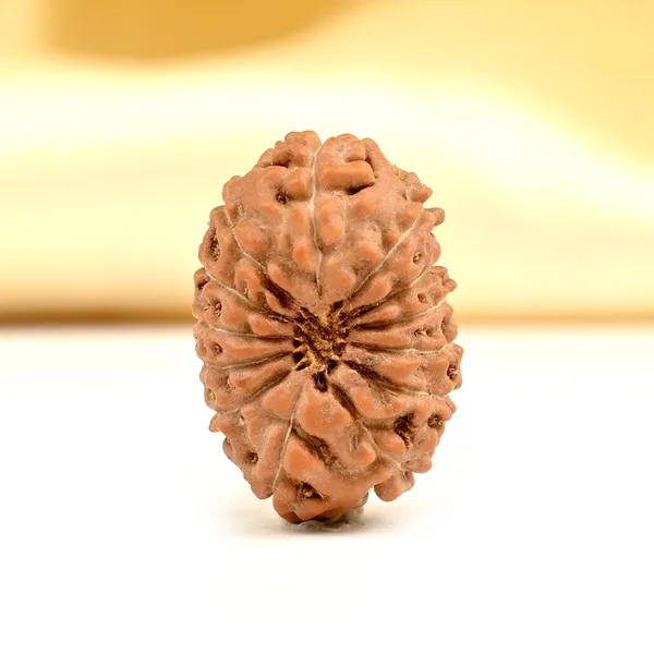 Techpandit_13_Mukhi_Rudraksha_Bead_Java_Indonesia