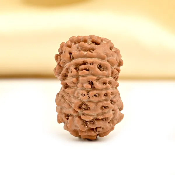 Techpandit_13_Mukhi_Rudraksha_Bead_Java_Indonesia