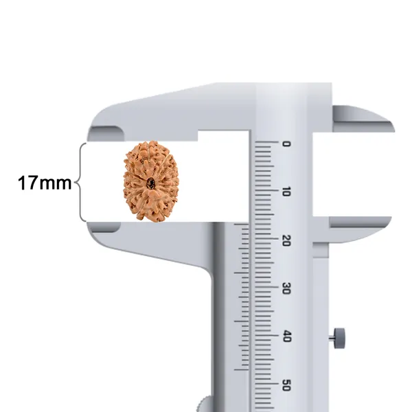 Techpandit_13_Mukhi_Rudraksha_Bead_Java_Indonesia