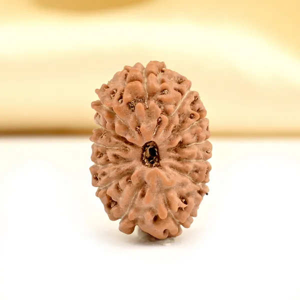Techpandit_13_Mukhi_Rudraksha_Bead_Java_Indonesia