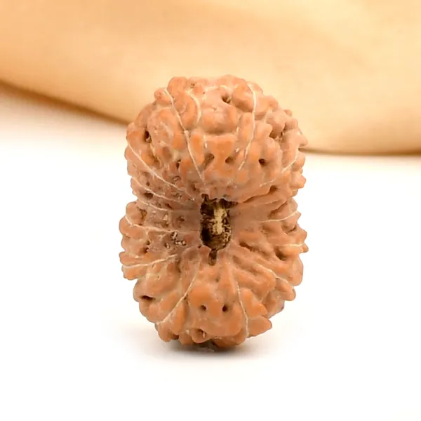 Techpandit_14_Mukhi_Rudraksha_Bead_Indonesia_Large