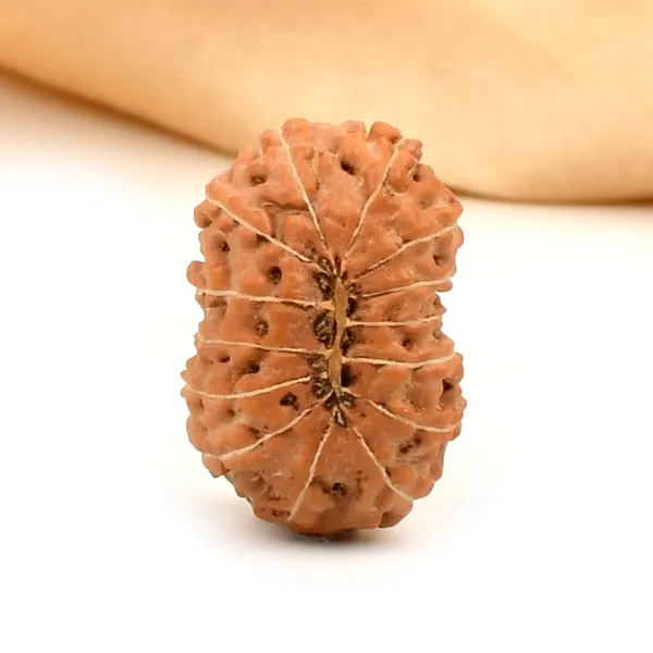 Techpandit_14_Mukhi_Rudraksha_Bead_Indonesia_Large