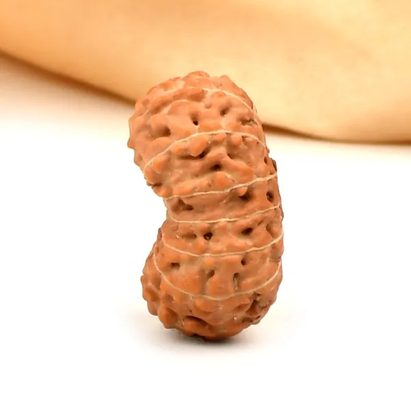 Techpandit_14_Mukhi_Rudraksha_Bead_Indonesia_Large